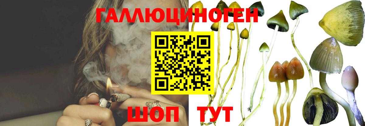 Псилоцибиновые грибы Psilocybine cubensis Нижнеудинск